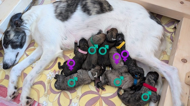 A-Wurf 2024 kurz nach der Geburt