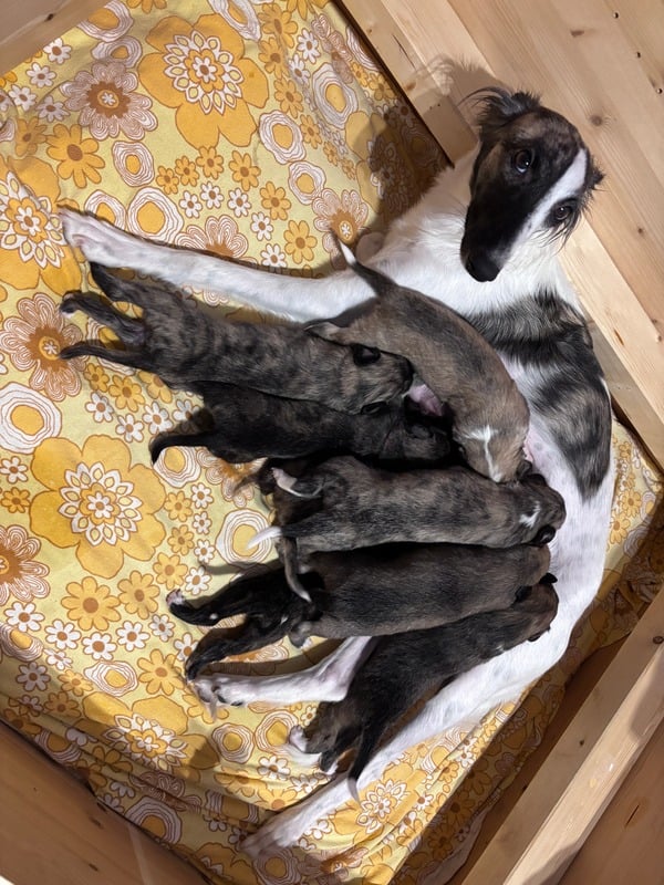 Welpen im Oktober im Freigehege