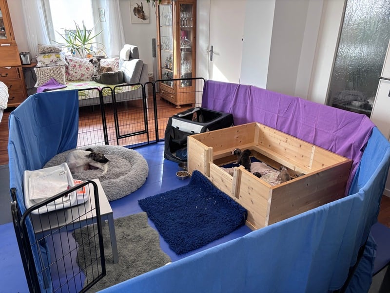 Spielende Welpen draußen