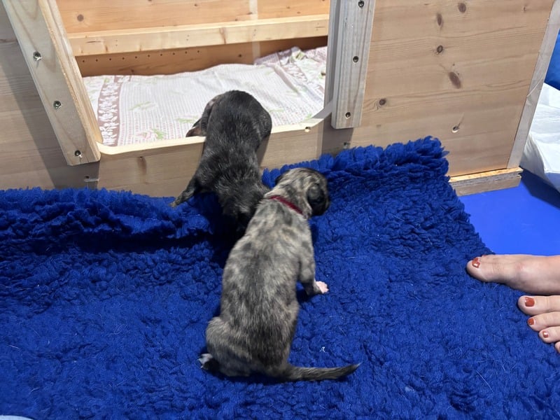 Welpen beim Erkunden