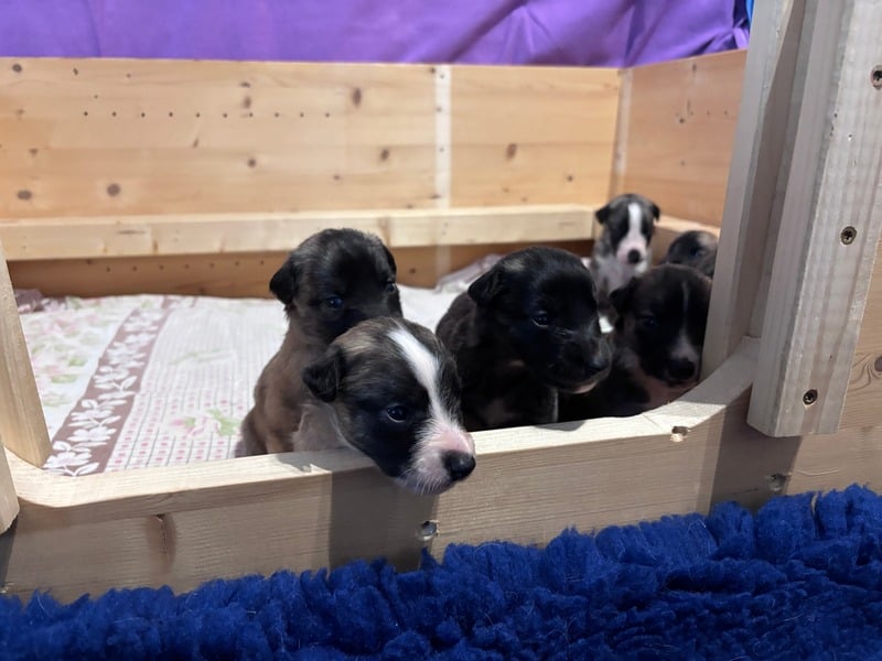 Welpen im Außengehege