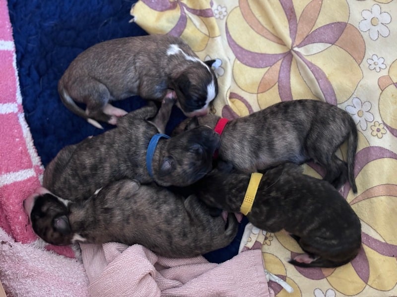 Welpen im neuen Domizil