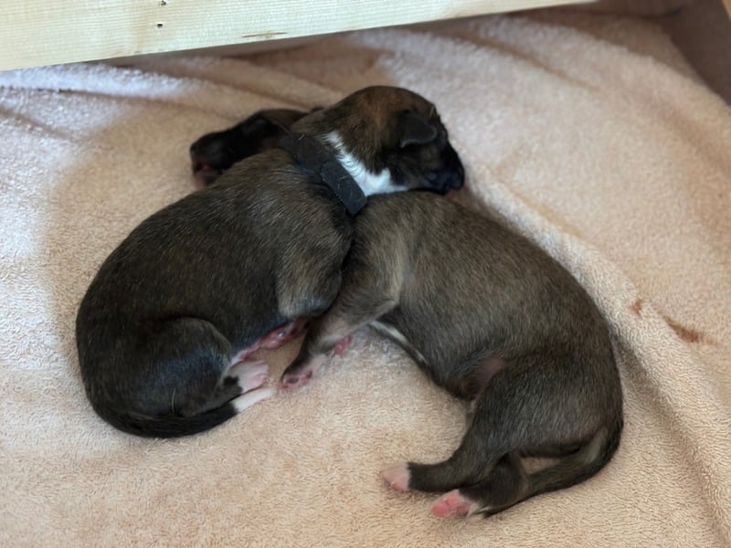 Welpen an der Milchtankstelle