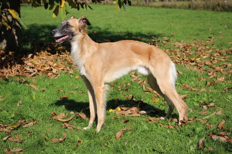 Magic-Heartbeat´s Ennio Brown