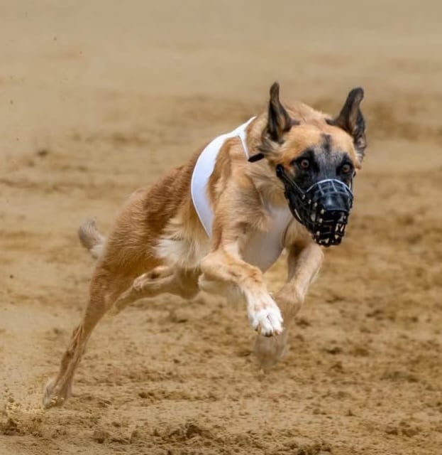 Aiva und Fynn für den B-Wurf 2026