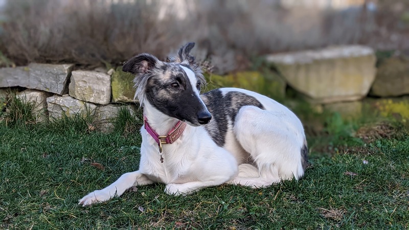 Aiva von der Altwindecker Burg