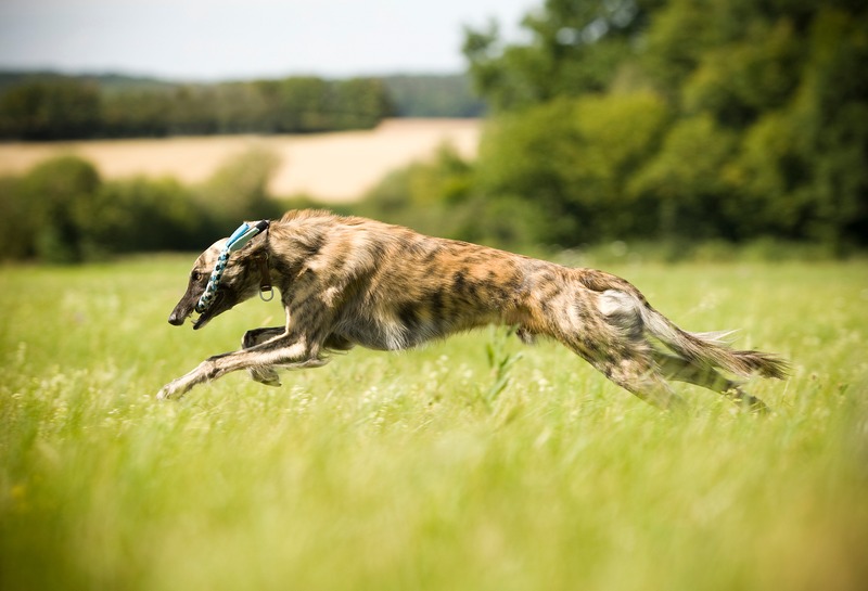 Börre von Eichenwind