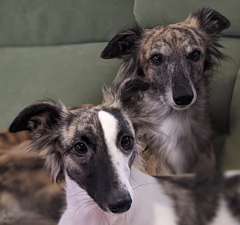 Silken Windsprites auf der Startseite