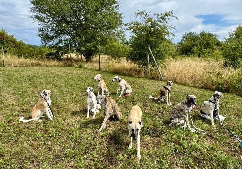 Hundeparcours beim Welpentreffen