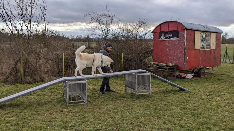 Hundetraining auf dem Hundeplatz