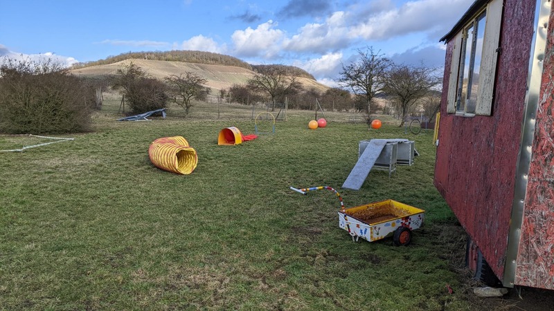 Trainingseinheit mit Windhunden